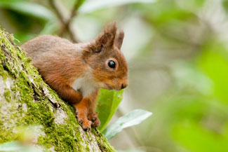 Red Squirrel Photography by Neil Salisbury of Betty Fold Gallery